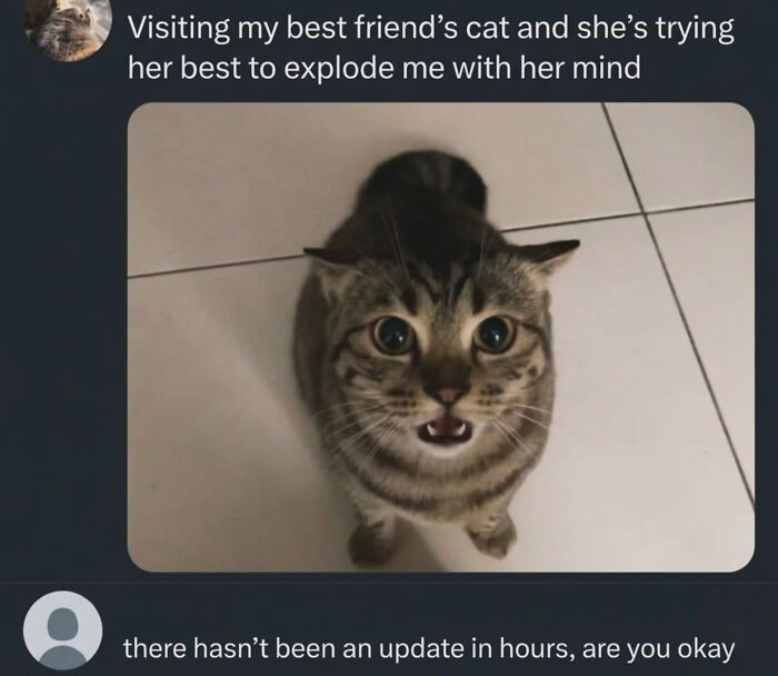 74 Cat Memes That Are Pawsitively Precious And Absolute Purr-Fection 74 Cat Memes That Are Pawsitively Precious And Absolute Purr-Fection