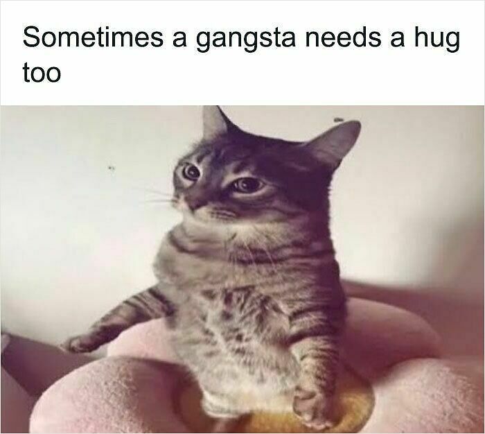 74 Cat Memes That Are Pawsitively Precious And Absolute Purr-Fection 74 Cat Memes That Are Pawsitively Precious And Absolute Purr-Fection