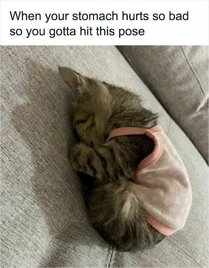 74 Cat Memes That Are Pawsitively Precious And Absolute Purr-Fection 74 Cat Memes That Are Pawsitively Precious And Absolute Purr-Fection
