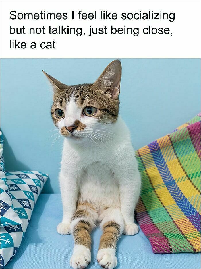 74 Cat Memes That Are Pawsitively Precious And Absolute Purr-Fection 74 Cat Memes That Are Pawsitively Precious And Absolute Purr-Fection