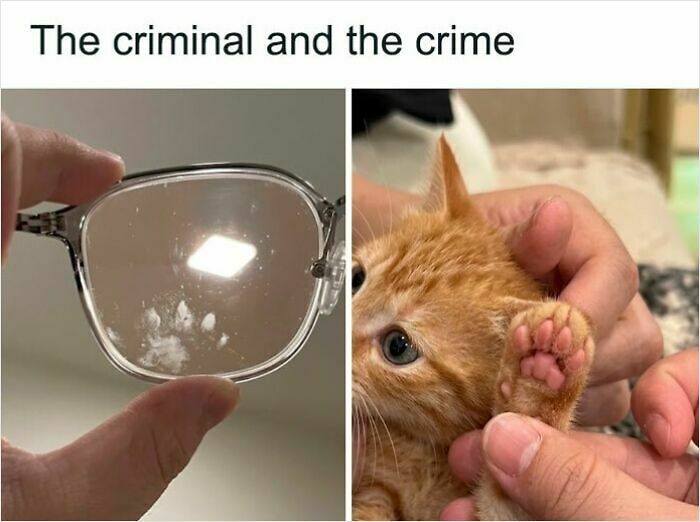 74 Cat Memes That Are Pawsitively Precious And Absolute Purr-Fection 74 Cat Memes That Are Pawsitively Precious And Absolute Purr-Fection