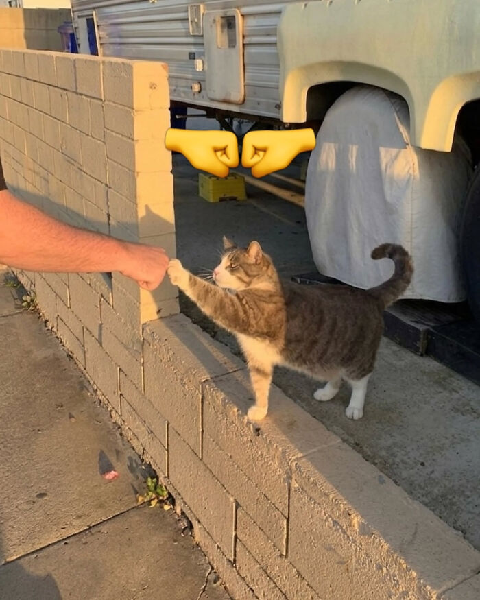 74 Cat Memes That Are Pawsitively Precious And Absolute Purr-Fection 74 Cat Memes That Are Pawsitively Precious And Absolute Purr-Fection