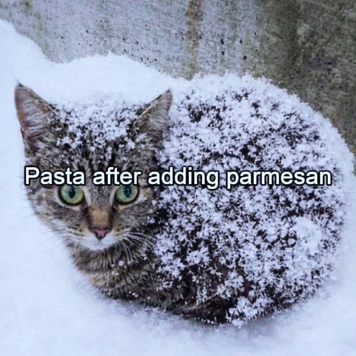 74 Cat Memes That Are Pawsitively Precious And Absolute Purr-Fection 74 Cat Memes That Are Pawsitively Precious And Absolute Purr-Fection