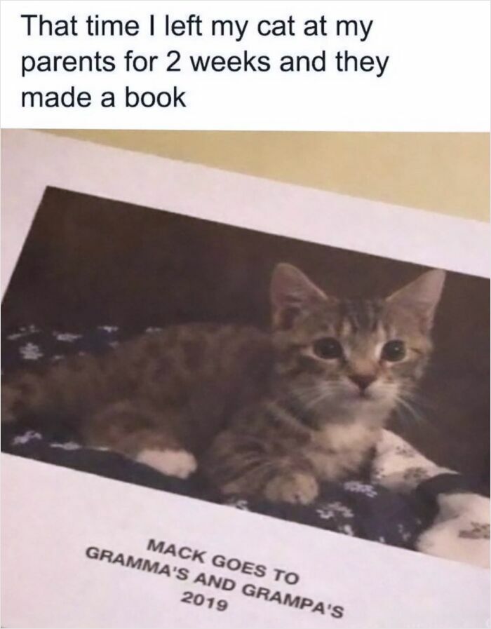 74 Cat Memes That Are Pawsitively Precious And Absolute Purr-Fection 74 Cat Memes That Are Pawsitively Precious And Absolute Purr-Fection