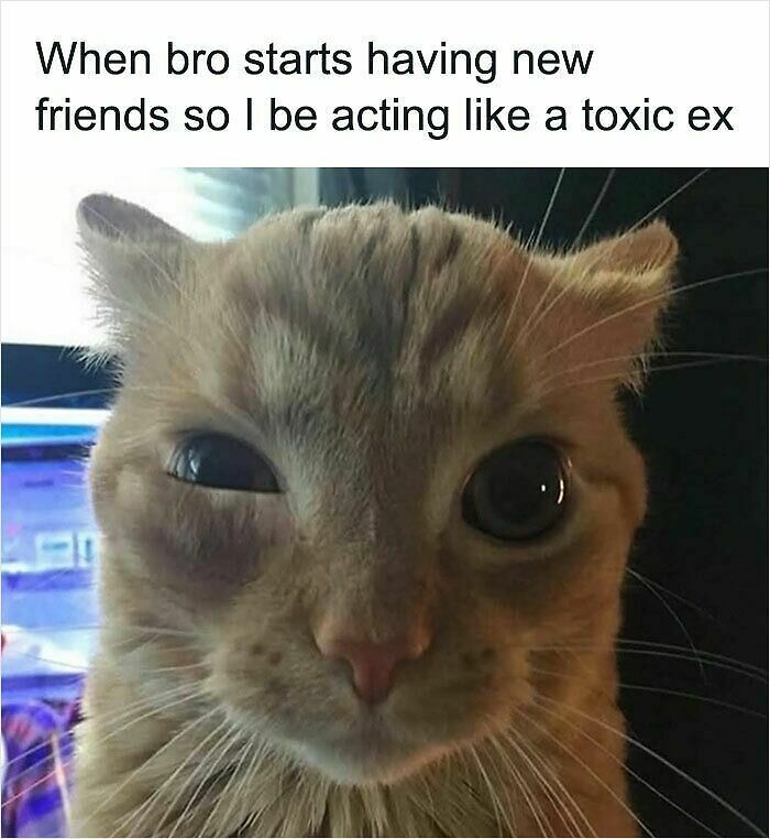 74 Cat Memes That Are Pawsitively Precious And Absolute Purr-Fection 74 Cat Memes That Are Pawsitively Precious And Absolute Purr-Fection