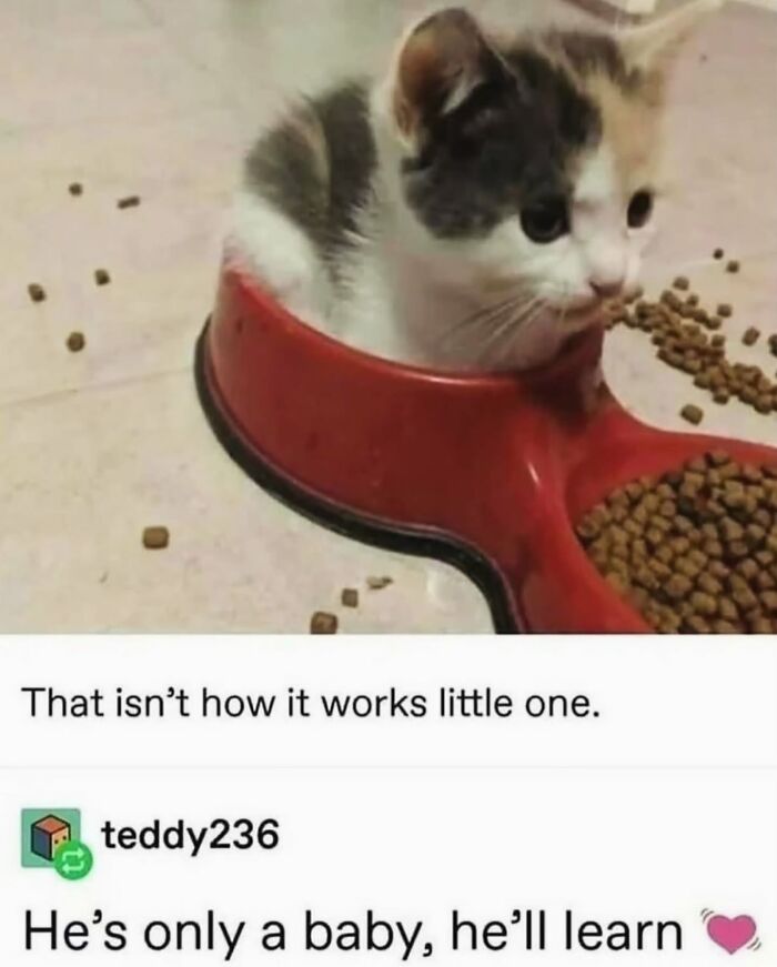 74 Cat Memes That Are Pawsitively Precious And Absolute Purr-Fection 74 Cat Memes That Are Pawsitively Precious And Absolute Purr-Fection