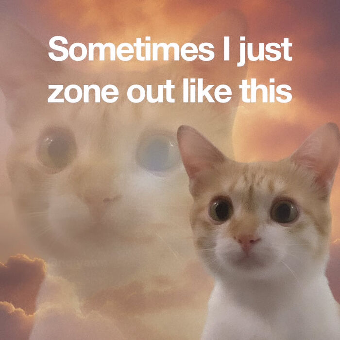 74 Cat Memes That Are Pawsitively Precious And Absolute Purr-Fection 74 Cat Memes That Are Pawsitively Precious And Absolute Purr-Fection
