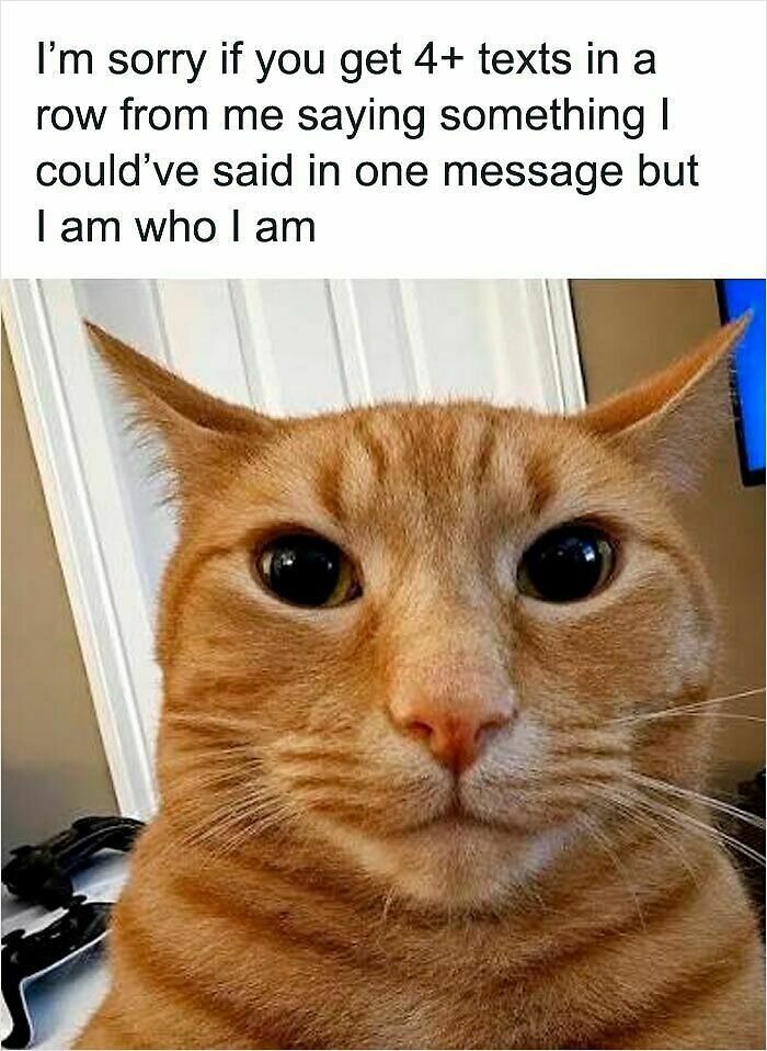 74 Cat Memes That Are Pawsitively Precious And Absolute Purr-Fection 74 Cat Memes That Are Pawsitively Precious And Absolute Purr-Fection