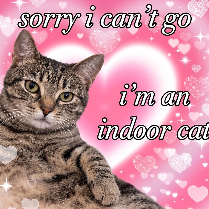 74 Cat Memes That Are Pawsitively Precious And Absolute Purr-Fection 74 Cat Memes That Are Pawsitively Precious And Absolute Purr-Fection
