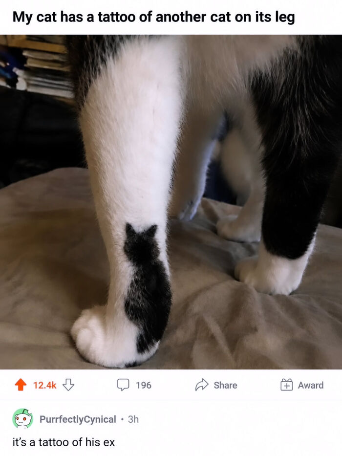 74 Cat Memes That Are Pawsitively Precious And Absolute Purr-Fection 74 Cat Memes That Are Pawsitively Precious And Absolute Purr-Fection