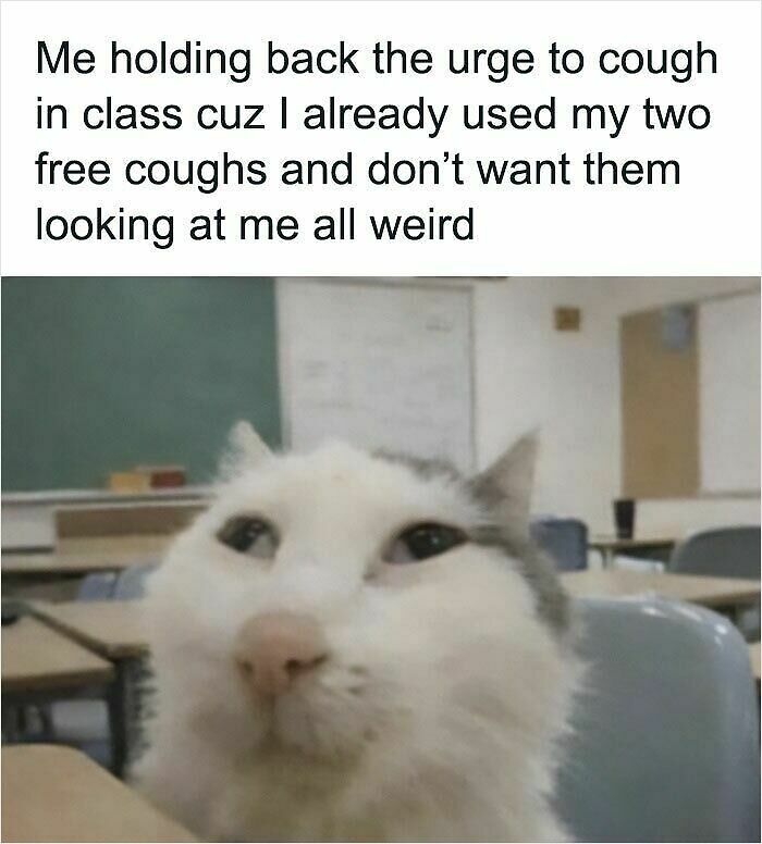 74 Cat Memes That Are Pawsitively Precious And Absolute Purr-Fection 74 Cat Memes That Are Pawsitively Precious And Absolute Purr-Fection