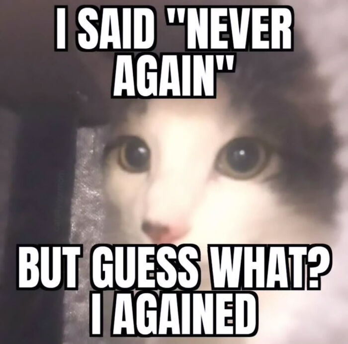 74 Cat Memes That Are Pawsitively Precious And Absolute Purr-Fection 74 Cat Memes That Are Pawsitively Precious And Absolute Purr-Fection
