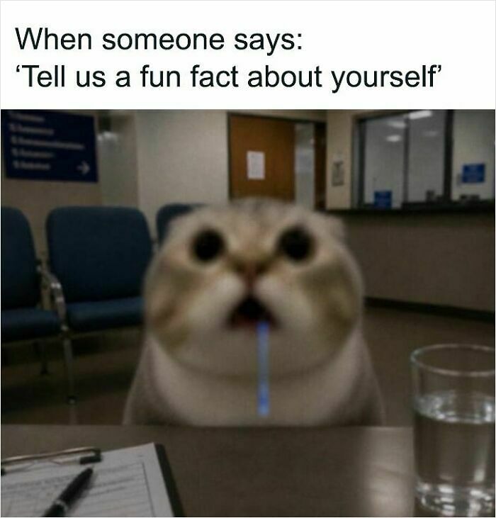 74 Cat Memes That Are Pawsitively Precious And Absolute Purr-Fection 74 Cat Memes That Are Pawsitively Precious And Absolute Purr-Fection