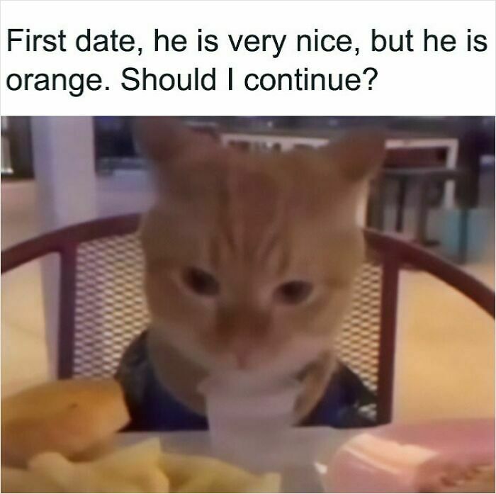 74 Cat Memes That Are Pawsitively Precious And Absolute Purr-Fection 74 Cat Memes That Are Pawsitively Precious And Absolute Purr-Fection