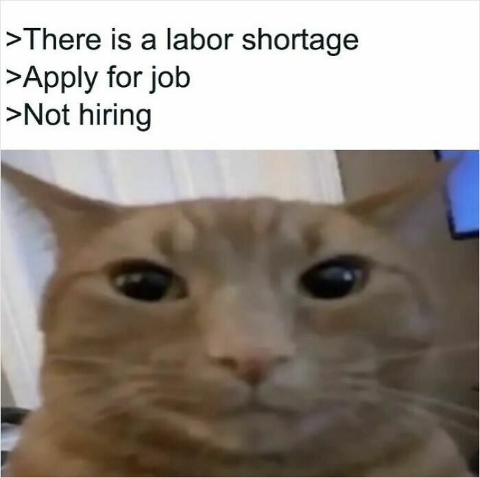 74 Cat Memes That Are Pawsitively Precious And Absolute Purr-Fection 74 Cat Memes That Are Pawsitively Precious And Absolute Purr-Fection