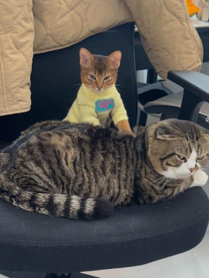 74 Cat Memes That Are Pawsitively Precious And Absolute Purr-Fection 74 Cat Memes That Are Pawsitively Precious And Absolute Purr-Fection
