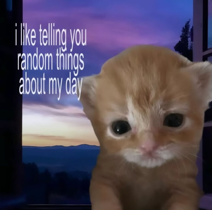 74 Cat Memes That Are Pawsitively Precious And Absolute Purr-Fection 74 Cat Memes That Are Pawsitively Precious And Absolute Purr-Fection