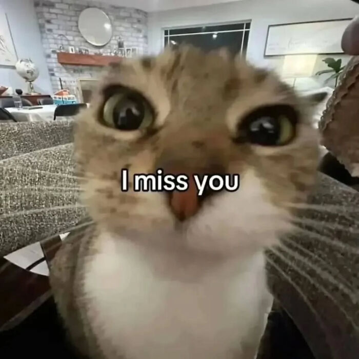 74 Cat Memes That Are Pawsitively Precious And Absolute Purr-Fection 74 Cat Memes That Are Pawsitively Precious And Absolute Purr-Fection