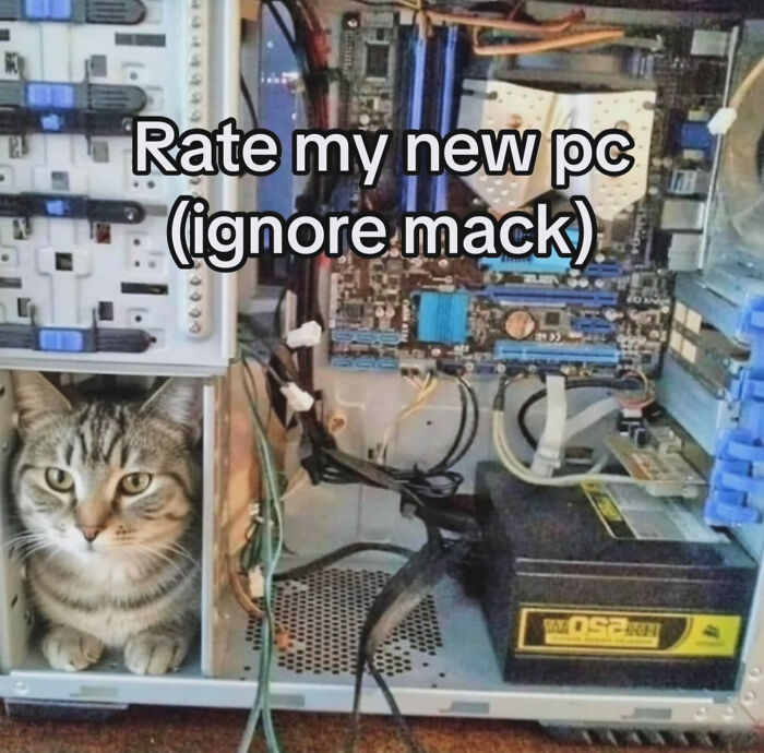 74 Cat Memes That Are Pawsitively Precious And Absolute Purr-Fection 74 Cat Memes That Are Pawsitively Precious And Absolute Purr-Fection