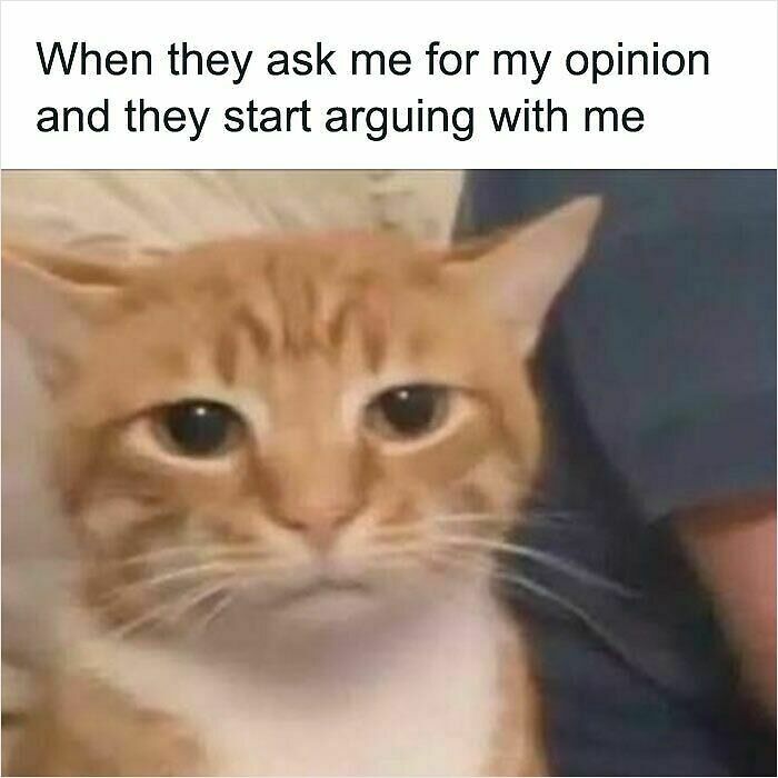 74 Cat Memes That Are Pawsitively Precious And Absolute Purr-Fection 74 Cat Memes That Are Pawsitively Precious And Absolute Purr-Fection