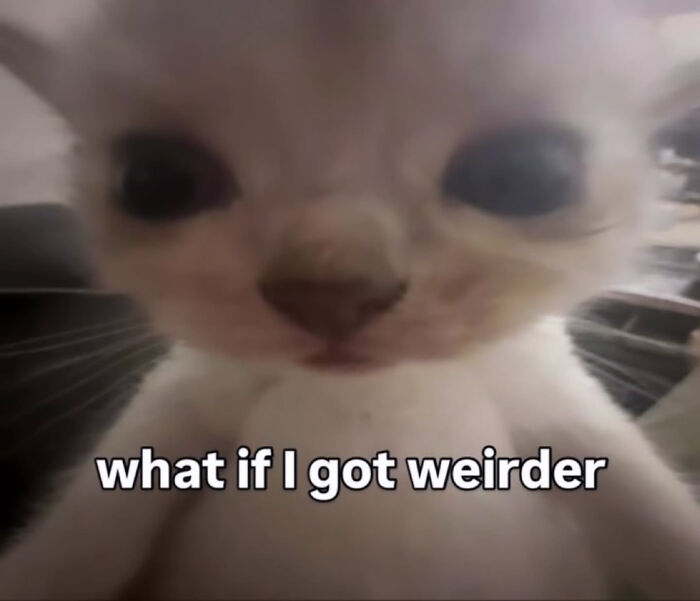 74 Cat Memes That Are Pawsitively Precious And Absolute Purr-Fection 74 Cat Memes That Are Pawsitively Precious And Absolute Purr-Fection