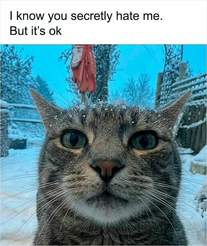 74 Cat Memes That Are Pawsitively Precious And Absolute Purr-Fection 74 Cat Memes That Are Pawsitively Precious And Absolute Purr-Fection
