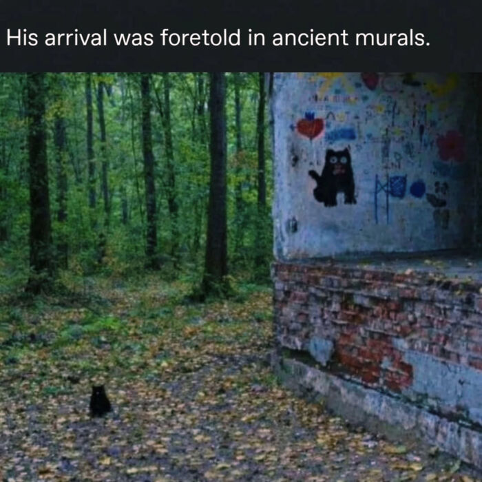 74 Cat Memes That Are Pawsitively Precious And Absolute Purr-Fection 74 Cat Memes That Are Pawsitively Precious And Absolute Purr-Fection