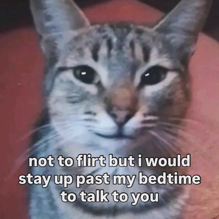74 Cat Memes That Are Pawsitively Precious And Absolute Purr-Fection 74 Cat Memes That Are Pawsitively Precious And Absolute Purr-Fection