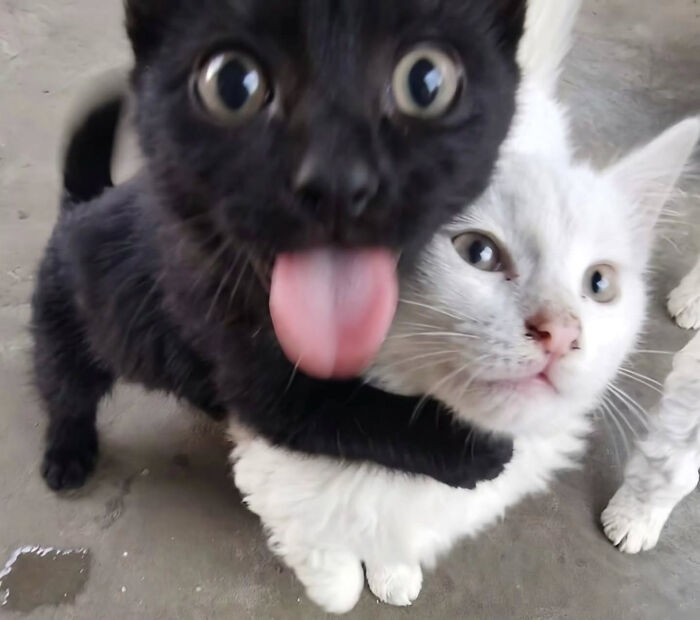74 Cat Memes That Are Pawsitively Precious And Absolute Purr-Fection 74 Cat Memes That Are Pawsitively Precious And Absolute Purr-Fection