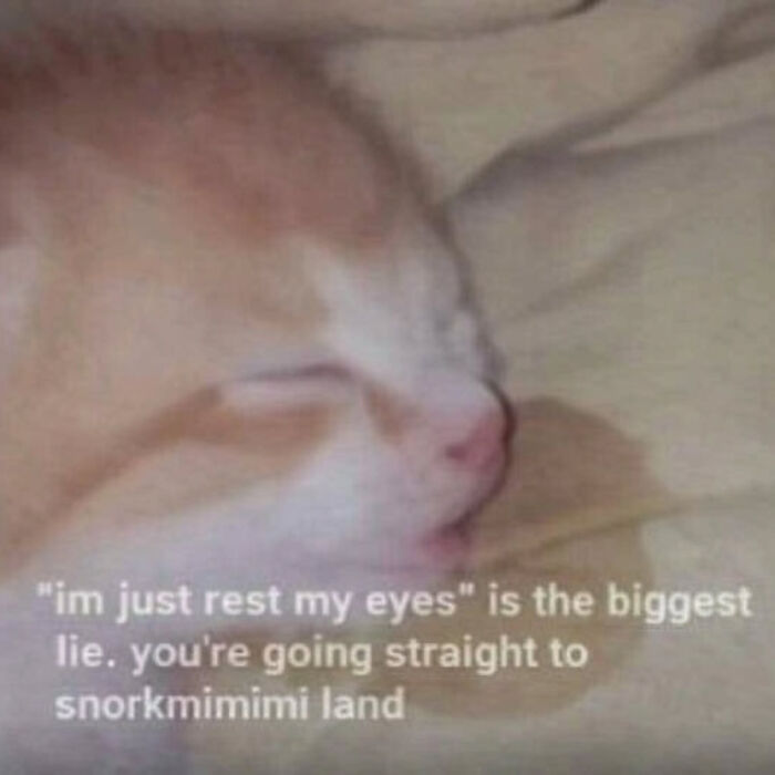 74 Cat Memes That Are Pawsitively Precious And Absolute Purr-Fection 74 Cat Memes That Are Pawsitively Precious And Absolute Purr-Fection