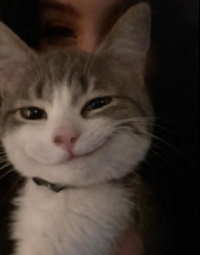 74 Cat Memes That Are Pawsitively Precious And Absolute Purr-Fection 74 Cat Memes That Are Pawsitively Precious And Absolute Purr-Fection