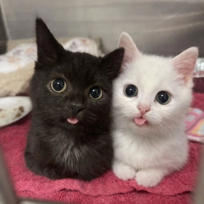 74 Cat Memes That Are Pawsitively Precious And Absolute Purr-Fection 74 Cat Memes That Are Pawsitively Precious And Absolute Purr-Fection