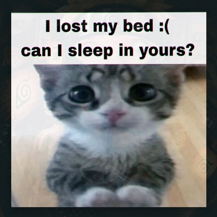 74 Cat Memes That Are Pawsitively Precious And Absolute Purr-Fection 74 Cat Memes That Are Pawsitively Precious And Absolute Purr-Fection