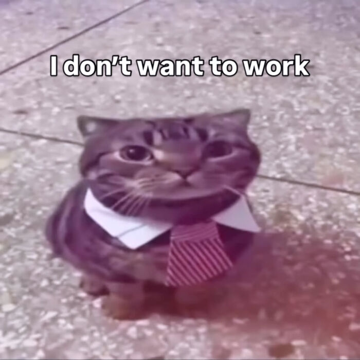 74 Cat Memes That Are Pawsitively Precious And Absolute Purr-Fection 74 Cat Memes That Are Pawsitively Precious And Absolute Purr-Fection