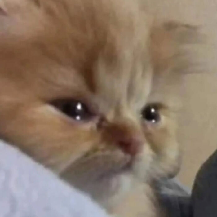 74 Cat Memes That Are Pawsitively Precious And Absolute Purr-Fection 74 Cat Memes That Are Pawsitively Precious And Absolute Purr-Fection