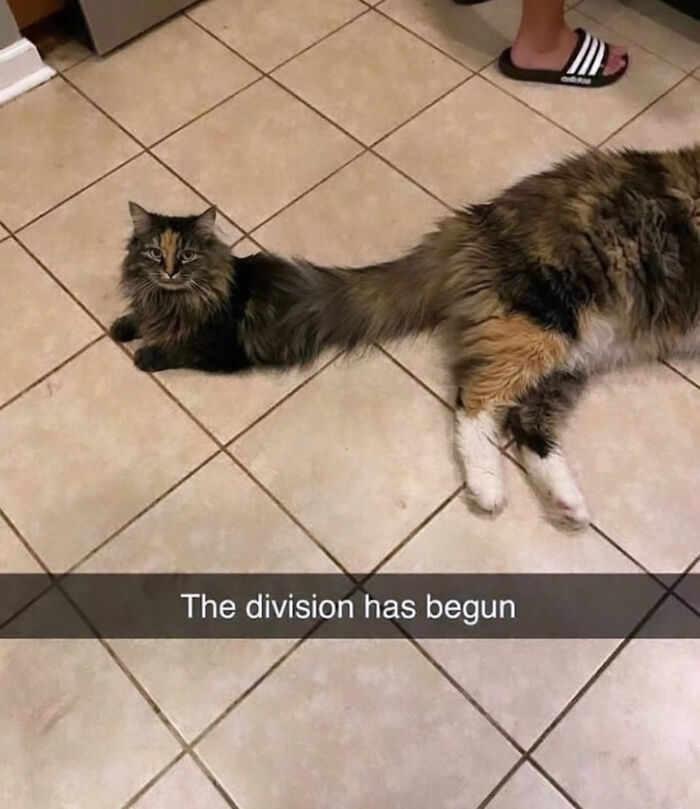 74 Cat Memes That Are Pawsitively Precious And Absolute Purr-Fection 74 Cat Memes That Are Pawsitively Precious And Absolute Purr-Fection