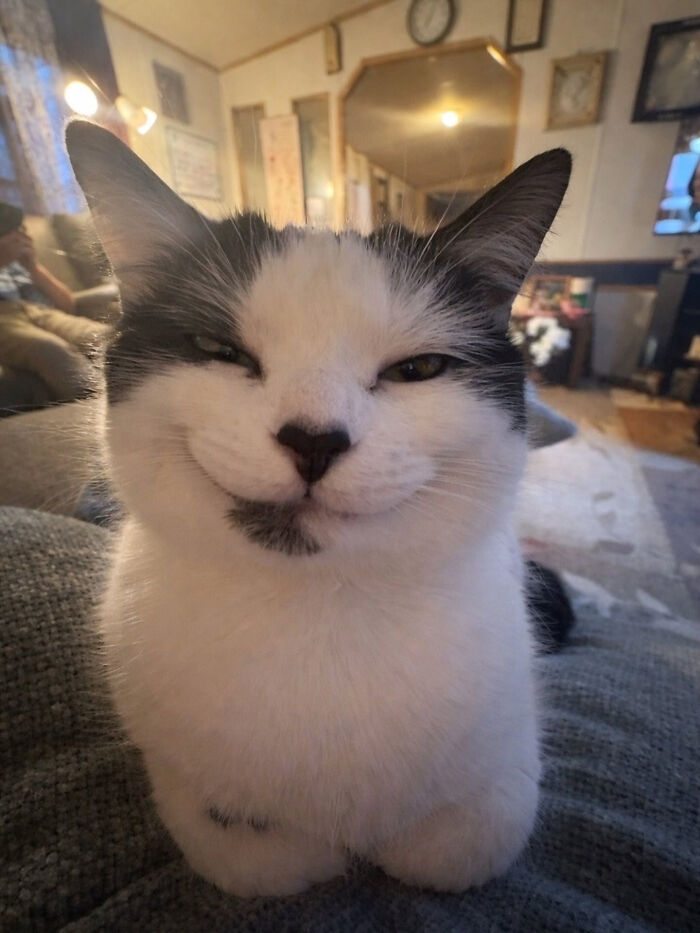 74 Cat Memes That Are Pawsitively Precious And Absolute Purr-Fection 74 Cat Memes That Are Pawsitively Precious And Absolute Purr-Fection