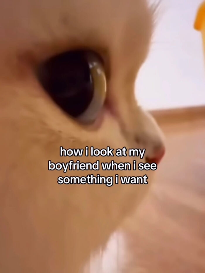 74 Cat Memes That Are Pawsitively Precious And Absolute Purr-Fection 74 Cat Memes That Are Pawsitively Precious And Absolute Purr-Fection