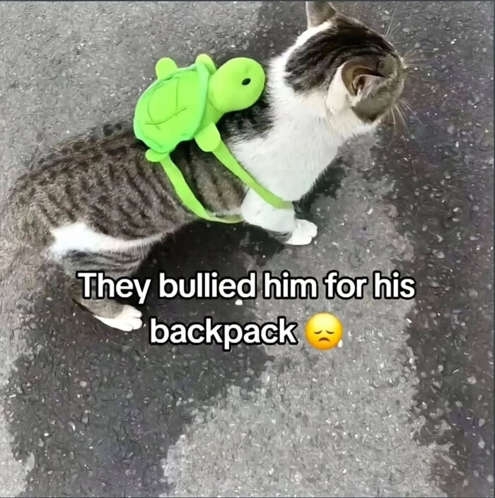 74 Cat Memes That Are Pawsitively Precious And Absolute Purr-Fection 74 Cat Memes That Are Pawsitively Precious And Absolute Purr-Fection