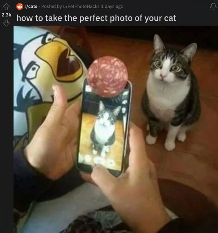 74 Cat Memes That Are Pawsitively Precious And Absolute Purr-Fection 74 Cat Memes That Are Pawsitively Precious And Absolute Purr-Fection