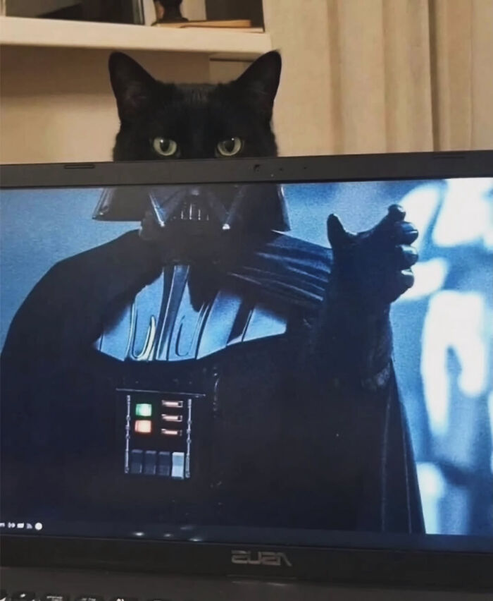 74 Cat Memes That Are Pawsitively Precious And Absolute Purr-Fection 74 Cat Memes That Are Pawsitively Precious And Absolute Purr-Fection