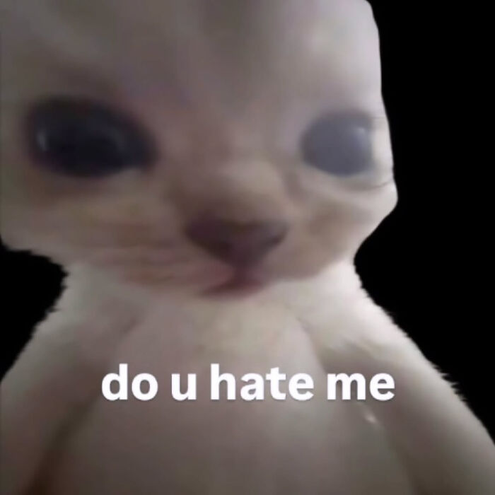 74 Cat Memes That Are Pawsitively Precious And Absolute Purr-Fection 74 Cat Memes That Are Pawsitively Precious And Absolute Purr-Fection