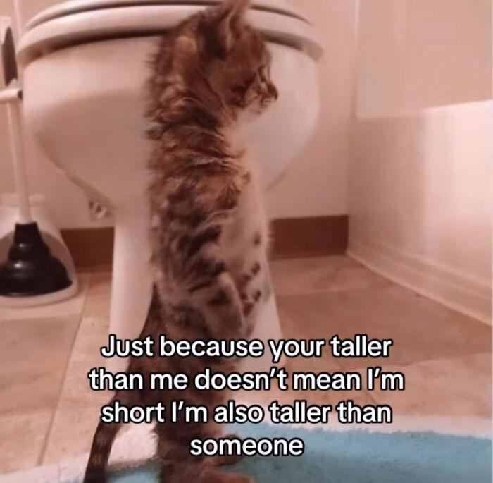 74 Cat Memes That Are Pawsitively Precious And Absolute Purr-Fection 74 Cat Memes That Are Pawsitively Precious And Absolute Purr-Fection
