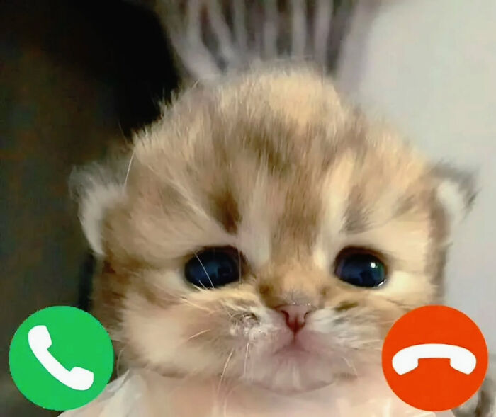 74 Cat Memes That Are Pawsitively Precious And Absolute Purr-Fection 74 Cat Memes That Are Pawsitively Precious And Absolute Purr-Fection