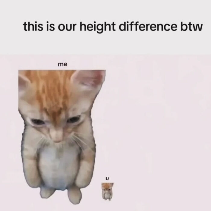 74 Cat Memes That Are Pawsitively Precious And Absolute Purr-Fection 74 Cat Memes That Are Pawsitively Precious And Absolute Purr-Fection