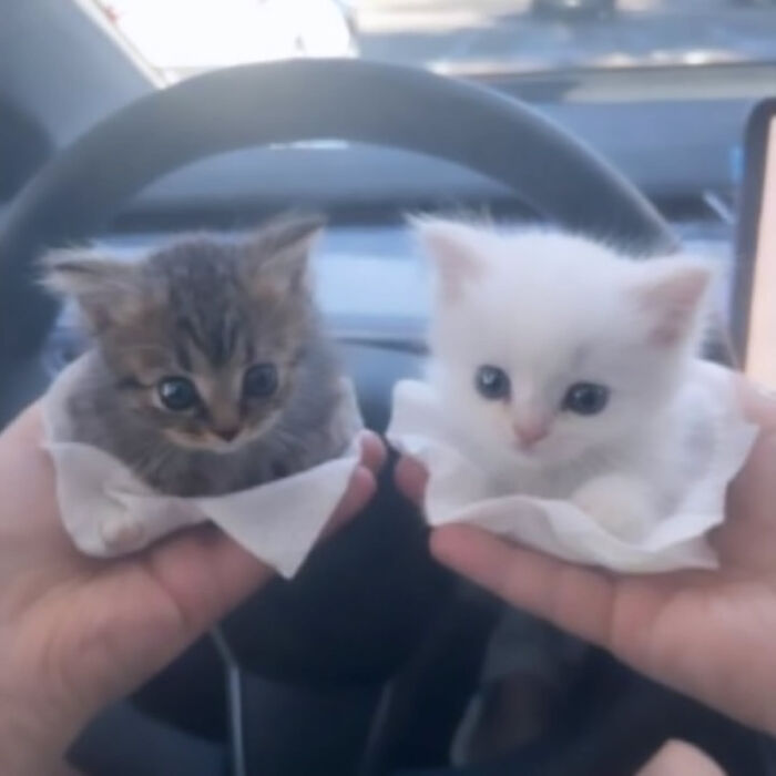 74 Cat Memes That Are Pawsitively Precious And Absolute Purr-Fection 74 Cat Memes That Are Pawsitively Precious And Absolute Purr-Fection