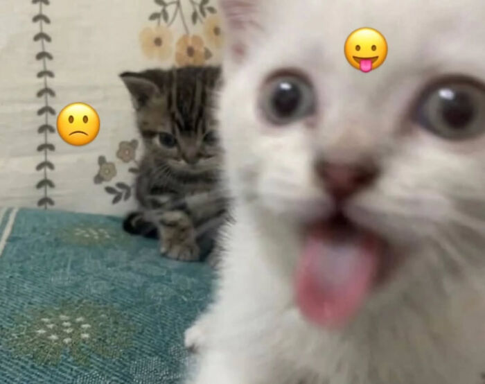 74 Cat Memes That Are Pawsitively Precious And Absolute Purr-Fection 74 Cat Memes That Are Pawsitively Precious And Absolute Purr-Fection