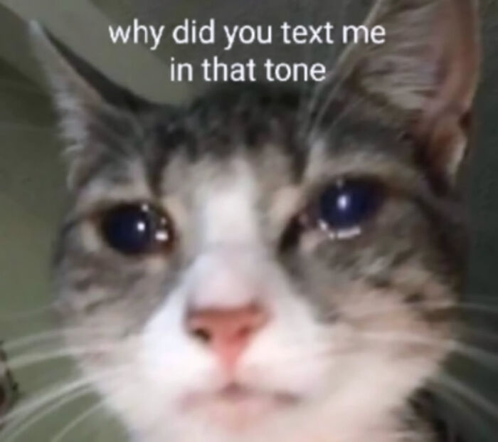 74 Cat Memes That Are Pawsitively Precious And Absolute Purr-Fection 74 Cat Memes That Are Pawsitively Precious And Absolute Purr-Fection