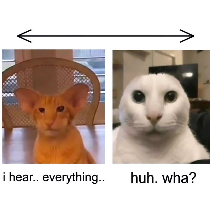 74 Cat Memes That Are Pawsitively Precious And Absolute Purr-Fection 74 Cat Memes That Are Pawsitively Precious And Absolute Purr-Fection