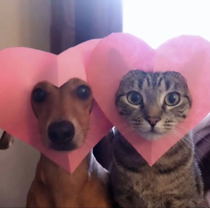 74 Cat Memes That Are Pawsitively Precious And Absolute Purr-Fection 74 Cat Memes That Are Pawsitively Precious And Absolute Purr-Fection